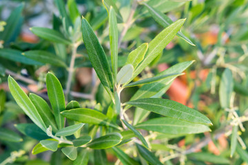 Olivenbaum
