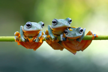 Obraz premium Rzekotka, żaby na gałęzi