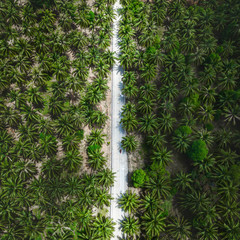 Empty straight road through countryside, aerial view from drone point of view. Bird's eye view of asphalt driveway through tropical rural landscape