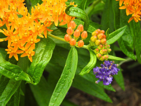 A few orange macro flowers in foreground with blurred wall background.