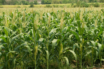 Background of corn field with strong sunlight.