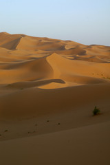 desert