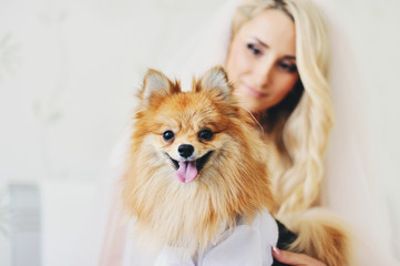 morning of the bride: the young fair-haired girl holds an elegant dog. Blonde and red pet