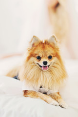 The elegant red pet at a wedding. The dressed spitz-dog in the morning in the room of the bride