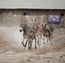 donkey family running in Africa