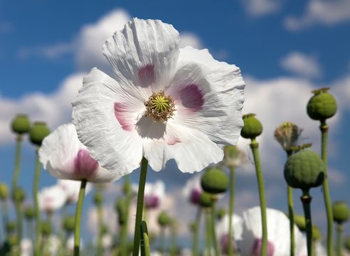 Detail of flowering opium poppy, poppy field