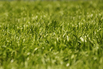 the grass in the meadow.