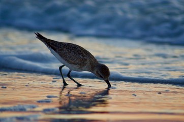 Golden Bird