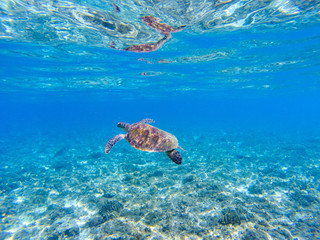 Naklejka na ściany i meble Green sea turtle underwater photo. Sunny tropical lagoon and marine animal.