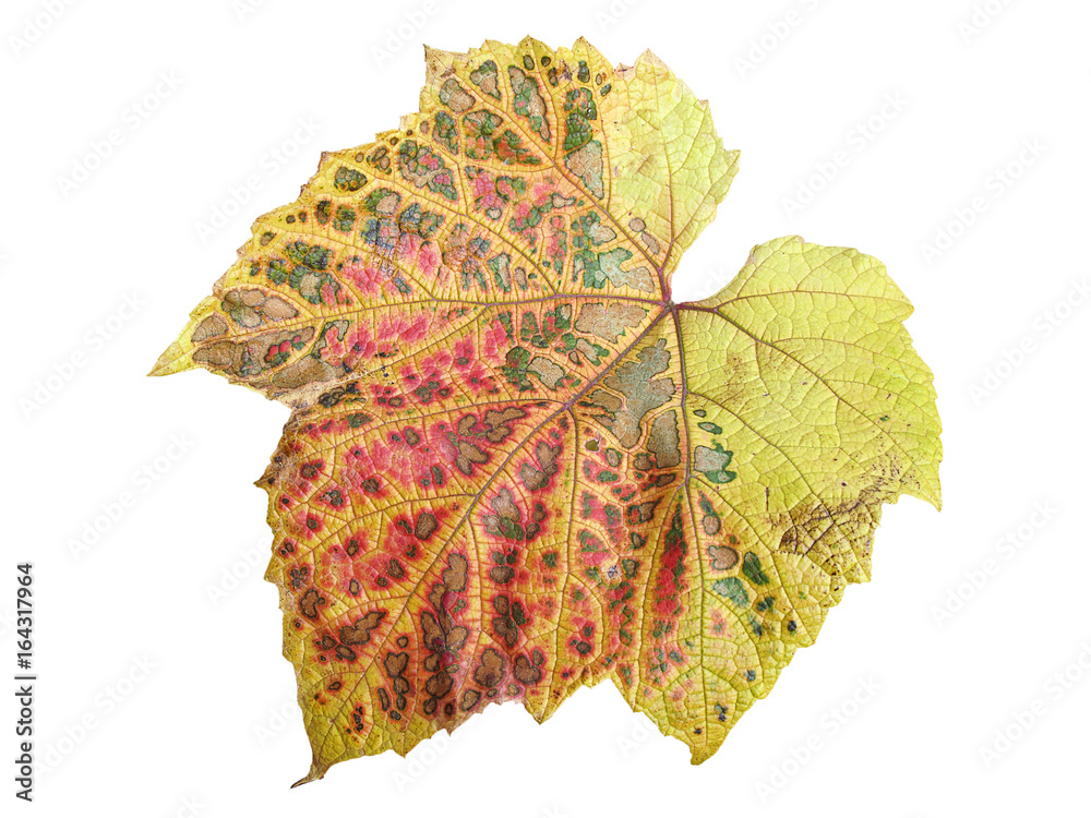 Poster vine leaf in autumn fall colour cut out and isolated on a white background