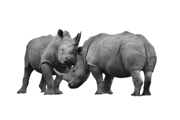 Foto auf Acrylglas Two rhinoceros fighting cut out and isolated on a white background  © Tony Baggett