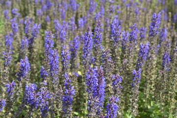 Salvia nemorosa - ornamental plant with violet flowers