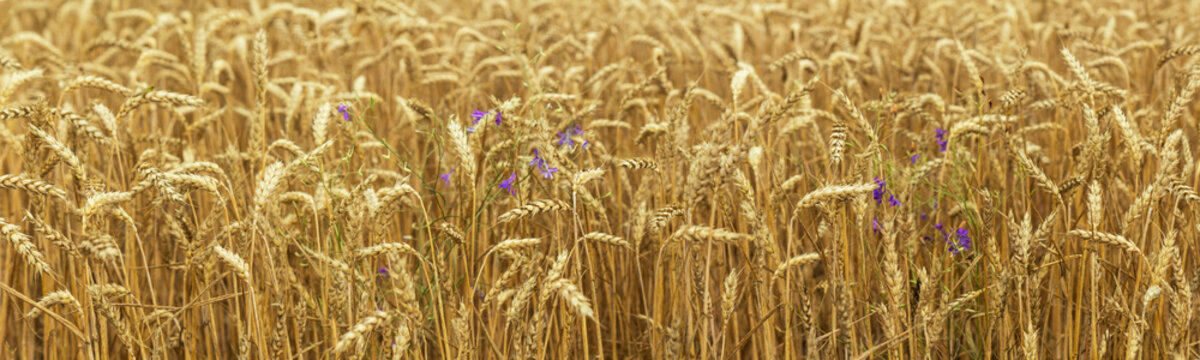 Agricultural fragmental panorama of the wheat field. Ripe wheat and wild flowers close-up. Shallow depth of field. Toned.