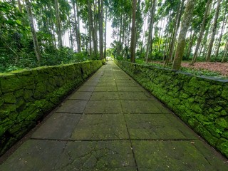 Sacred Monkey Forest Sanctuary in Ubud, Bali, Indonesia