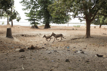 funny donkey family running