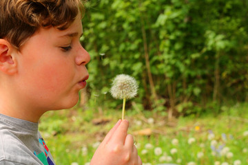 Child blowing at the seeds of a dandelion