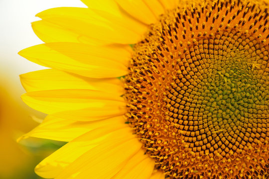 Flower of a sunflower close-up.