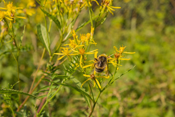 Biene im Blütenmeer