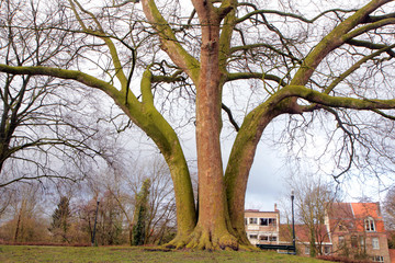 ARBRE BRUGGES