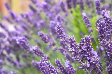 Beautiful bush with violet lavender flowers.