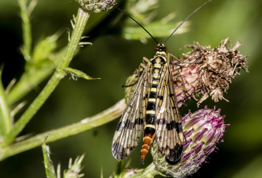 Skorpionsfliege