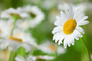 Chamomile among flowers