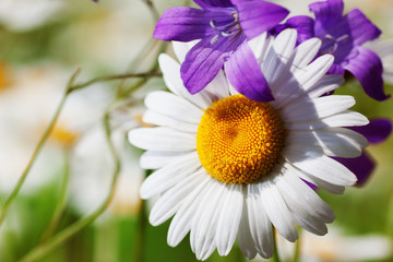 Obraz premium Chamomile among flowers
