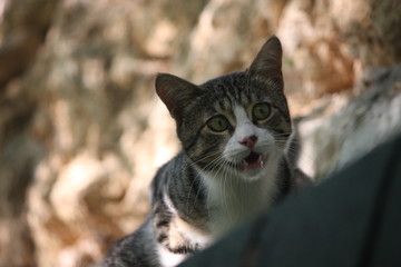 Cat, travel, vacation, Urlaub