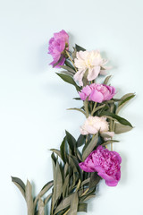 Fototapeta na wymiar the Pink and white peony flowers isolated on blue background