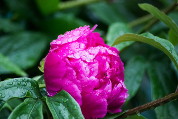 Beautiful drops of water on pink petals