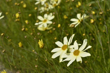 Cosmos bipinnatus Cav. - beautiful meadow with subtle flowers