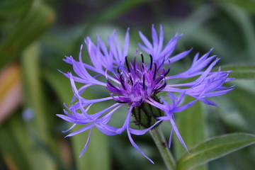 Nature, flower, blume, garden