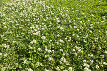 Meadow overgrown with young grass mostly white clover