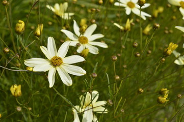 Cosmos bipinnatus Cav. - beautiful meadow with subtle flowers