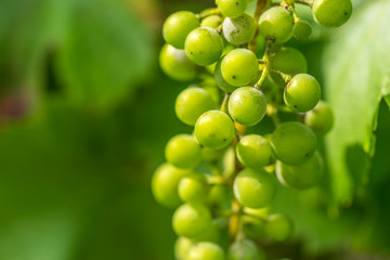 Green grapes
