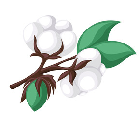 Cotton isolated on the white background. Vector illustration