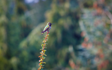 Lone Hummingbird (Perched)