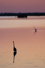 Egret in sound at sunset near Currituck, Outer Banks, North Carolina
