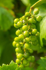 Green grapes