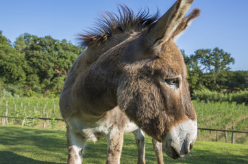 Piccolo pony si avvicina per farsi fotografare. Con il termine pony di colore marrone si intende un cavallo di dimensioni molto piccole.