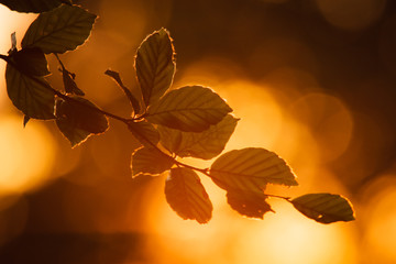 Ast einer Buche mit Sonnenuntergang im Hintergrund