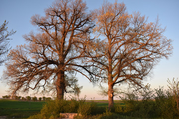 Fototapeta premium Couple of trees