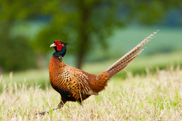 Fasan stolziert auf einem Feld