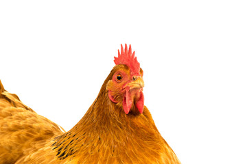 Closeup  golden New Hamshire chicken isolated in white background