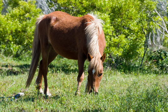 Beautiful wild stallion grazes in the sand dunes of Corolla's Currituck National Wildlife Refuge