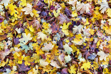 Autumn background of colourful fallen leaves.