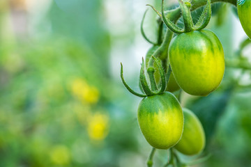 Green tomatoes