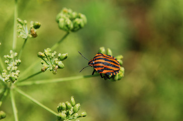 полосатый жук