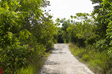 Fototapeta na wymiar Walking path in green tropical forest. Empty way in blooming summer garden