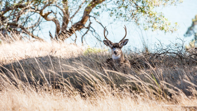 Deer at rest, Angel Island, San Francisco Bay, CA